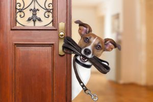 jack russell dog waiting a the door at home with leather leash in mouth , ready to go for a walk with his owner