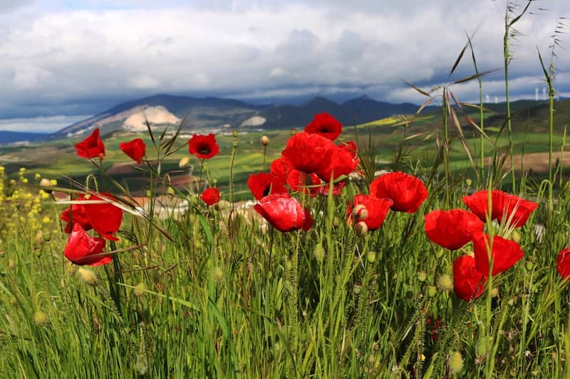 A field of red flowers with mountains in the background