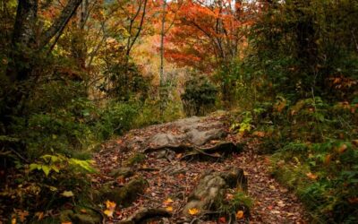 Safety, belonging, abundance: It all starts here