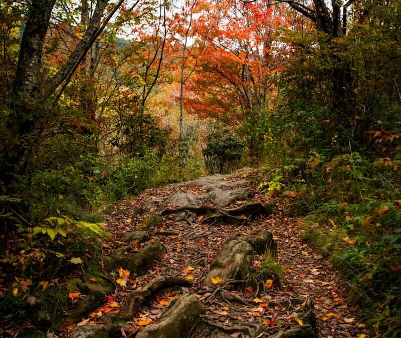 Forest path with exposed roots and autumn leaves